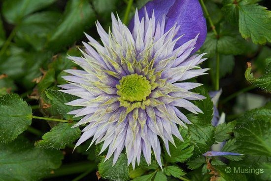 blog-2012-gardens-OMD09304-flickr blog-2012-gardens-OMD09304-flickr