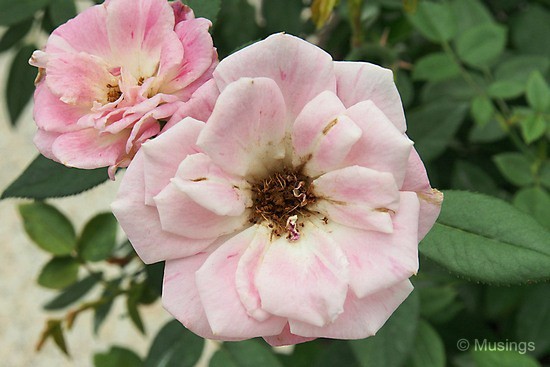 blog-2012-gardens-OMD09309-flickr blog-2012-gardens-OMD09309-flickr