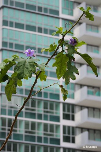 Condo tree saplings starting to bloom flowers.