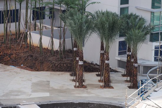 Newly planted tree saplings near the Contemporary Bridge.