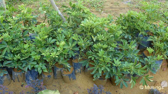 Many clusters of potted plants line the compound and getting ready for replanting into the many lawns.