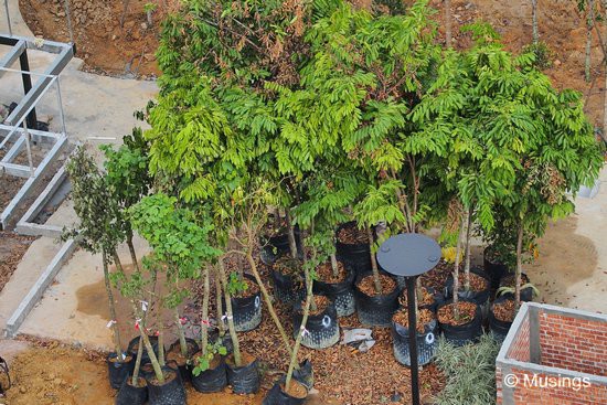 Potted plants ready for relocation into the compound.