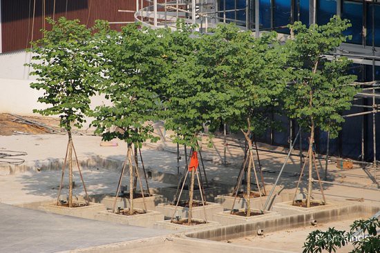 Another 3 by 3 tree cluster in the compound, with the timber decks surrounding it to be installed soon.