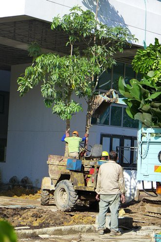 Tree saplings are grown off-compound and transplanted over. 