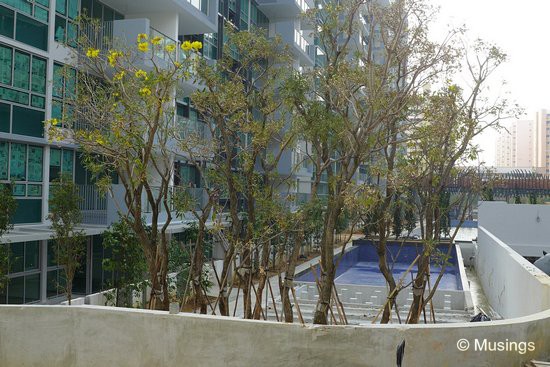 Trees have been planted just behind the heated pool; otherwise the HDB residents opposite will get uninhibited free shows.