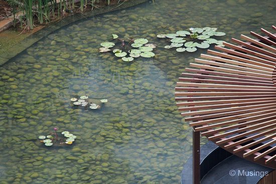 Lilies! The water body is still somewhat murky with a distinct green tone about it. Probably algae is thriving in the pond now.