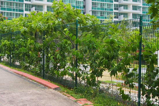 The plant climbers facing the HDB apartment blocks are about three-quarters past the fence height. 