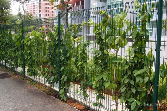 Eventually the fences here facing Lorong Ah Soo should be well-covered by greenery, and give the compound some semblance of privacy - hopefully!