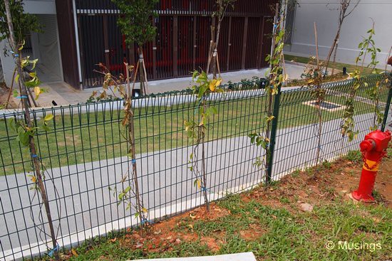 The first shrubs have also been installed beside the fence in front of the Tennis Court. These need to grow, quick.