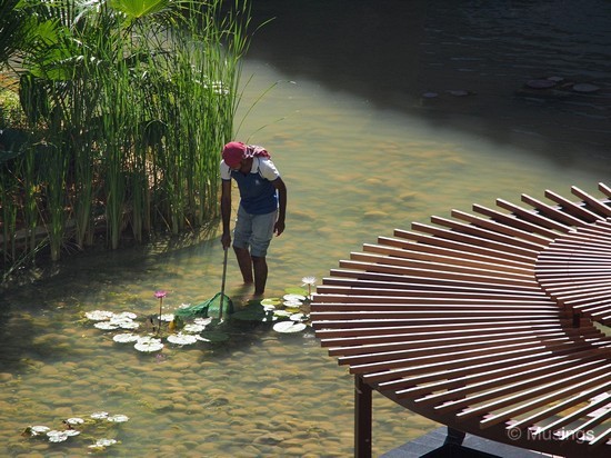 Workers at Tranquil World's lily pond picking up debris and dead leaves.