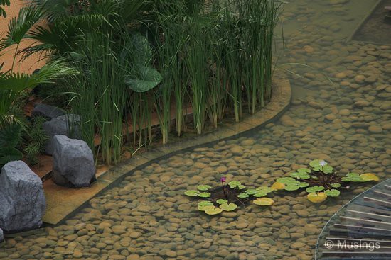 Closer look at the Lily pond.