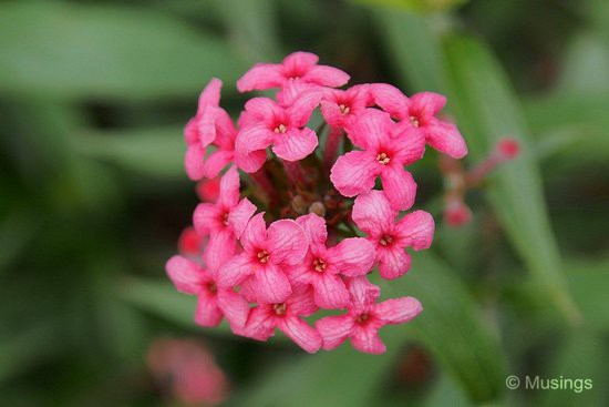 The flora in The Minton is thriving, and I went all nuts with the m4/3s macro setting on the 12-50mm lens.