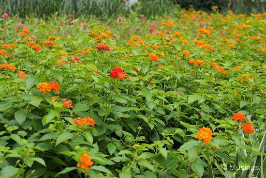 Flowerbed just in front of the Badminton Dome. Very pretty!