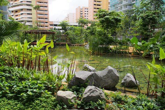 Amazonian Lily Pond at Tranquil World, where our block is. Ling laments though that the lilies are baby size - hopefully they'll grow over time.