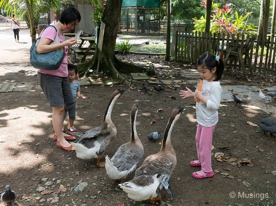 There's a small kid's animal zoo near Jalan Kayu that we swung by over the weekend. Hannah is deciding whom among the three gets the last bird seed, while Peter seemed unnerved!