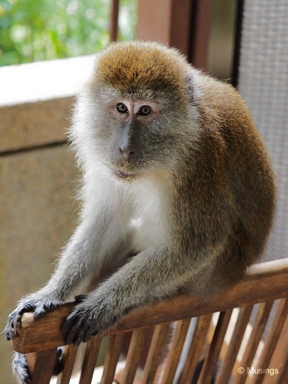 This fellow peed on the chair when he departed. 