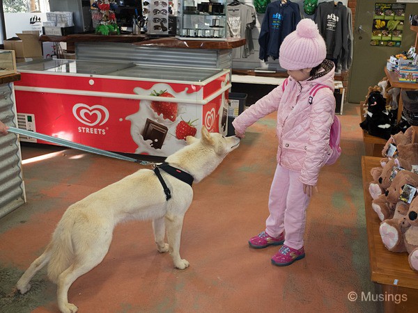 Fist-nose bump with the Dingo!