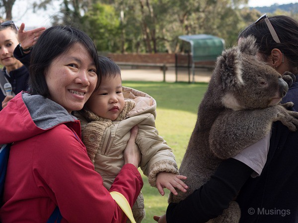 Unlike his very brave sister, Peter has to be coaxed to touch even very sleepy and couldn't-be-bothered Koalas.