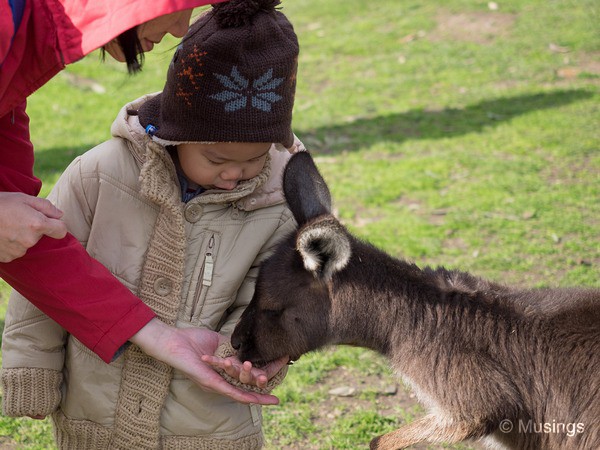 Peter did try to feed every free-roaming kangaroo though - and there were several dozens!
