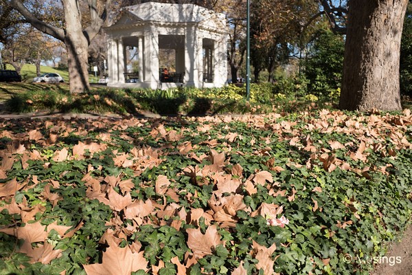 Maple leaves against Ivy.