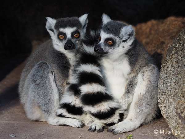 The Olympus 40-150mm f2.8 really showed its prowess here at the Lemur Island. Most of the pictures were at f2.8 and came up razor sharp in the center. 