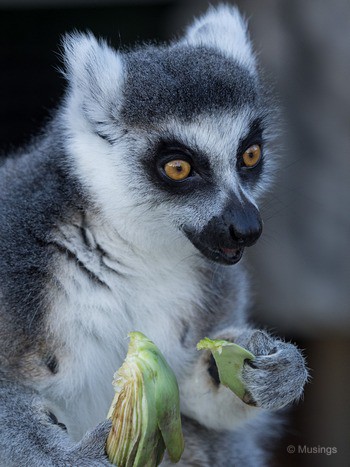Lots of photo ops during Lemur morning feeding. 