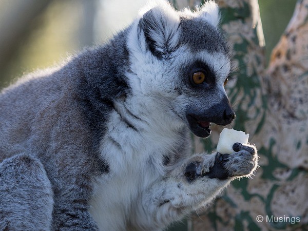 And since the lemurs were just 2-3 meters away, minimal cropping at best.