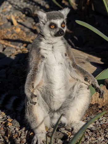 This fellow was right at the enclosure entrance either sunbathing, or doing morning Taiji. 