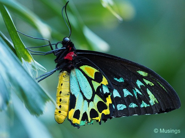 The Butterfly House. Watch your step, as some of the butterflies do land on the ground right in one's pathway.