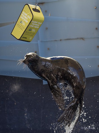 Freeze action shot @ The Seal the Loop animal demonstration. demonstration. 