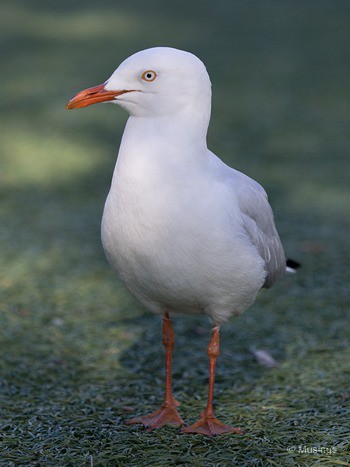 Gulls - our enemies.