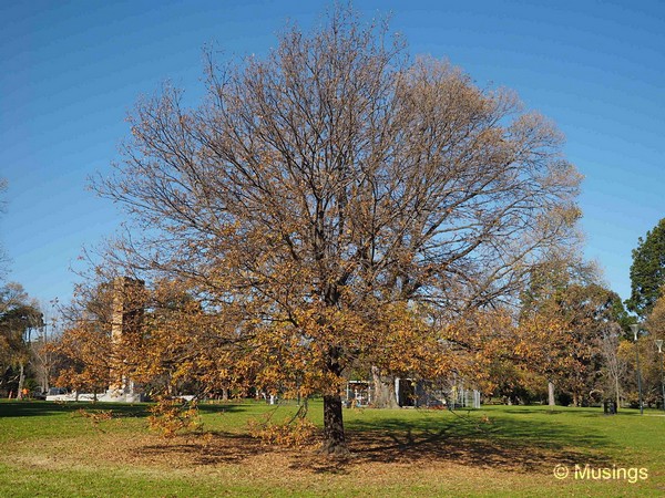 Even shedding trees like these looked wonderfully serene in the early afternoon sun and light.