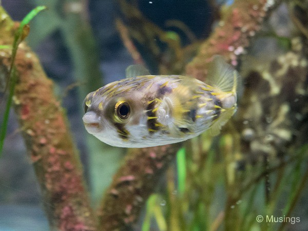 Lots of puffer fishes swimming about.