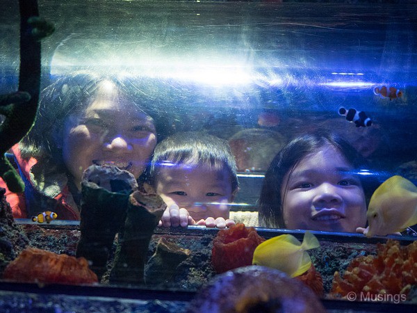 The children's viewing dome - included in many of the Aquarium's exhibits. 