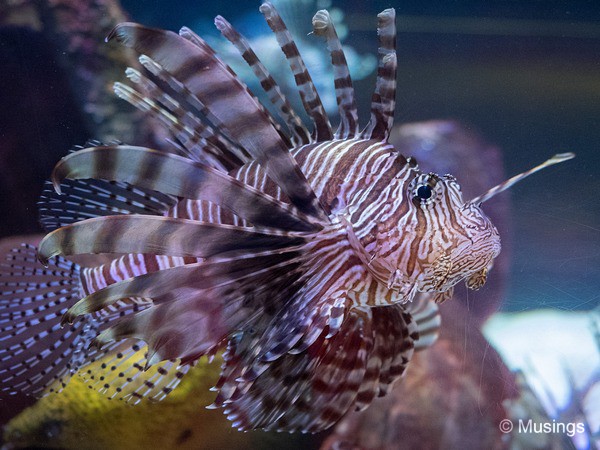 The very distinctive Lion Fish, and a common inclusion in many international Aquariums.