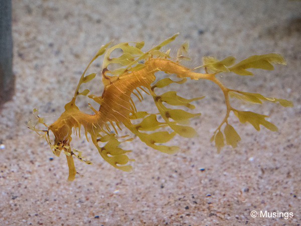 Sea Dragons. 