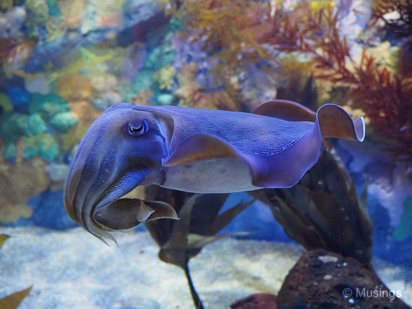 Cuttlefish.