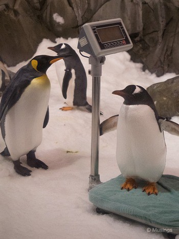 Dude, you're weighing too much now. You gotta cut down on your fish intake!