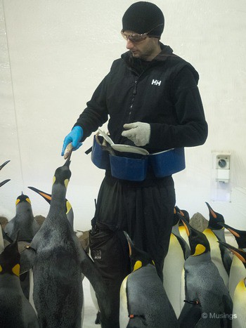 We learned how the keepers manage penguin feeding behavior and ensure that every critter gets something to eat.