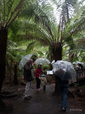 Umbrellas all out @ Maits Rest Rainforest.
