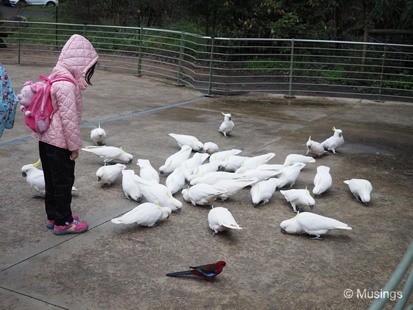 Breakfast for the Cockatoos.