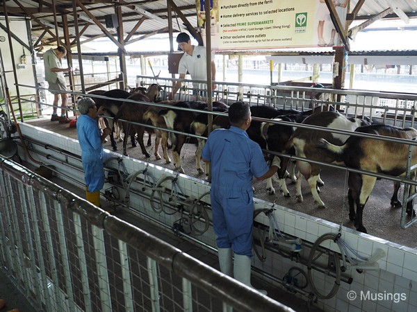 About a dozen goats get milked at the same time.