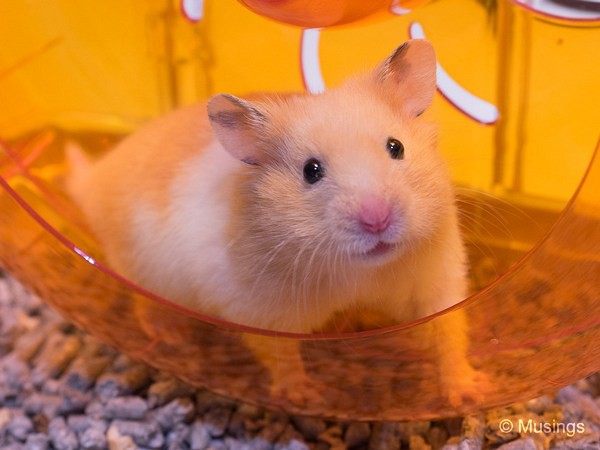 Introducing Stacy the Syrian hamster!