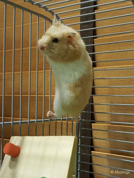 Stacy seeking a second career as a spider-hamster.