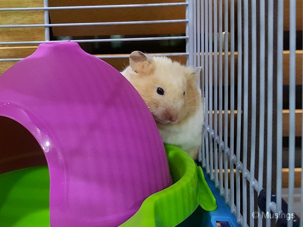 savic bristol hamster cage