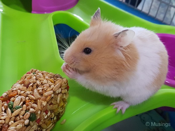 Sunseed Granola with oatmeal and raisin treat, and loving it!